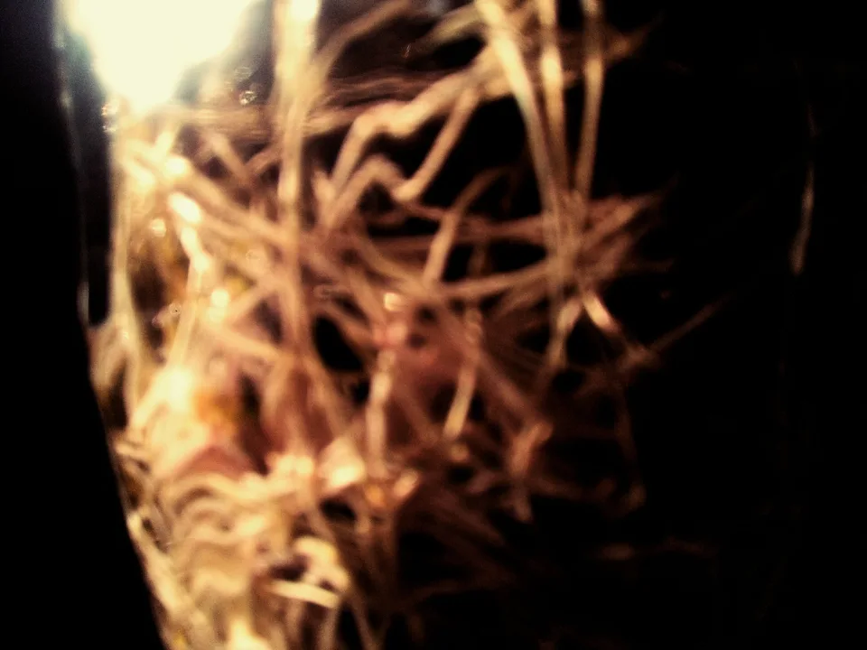 Dry grasses lit gold against a black background