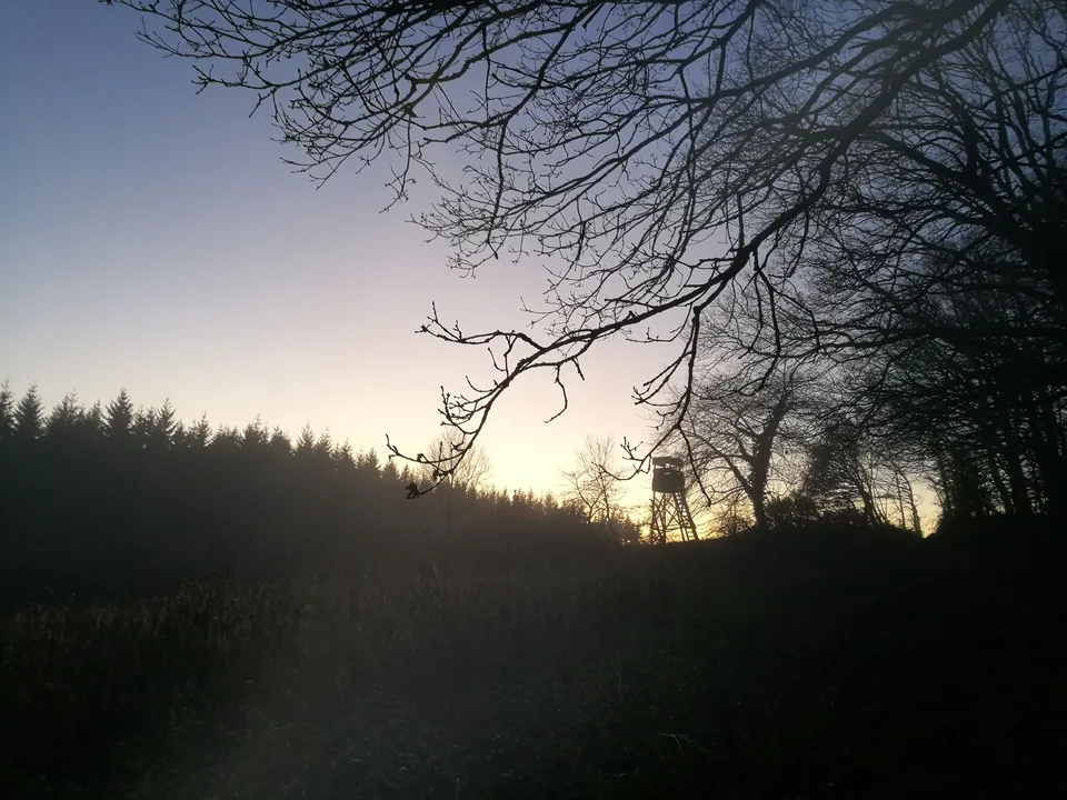 Bare branches against a dusk sky over a dark hill
