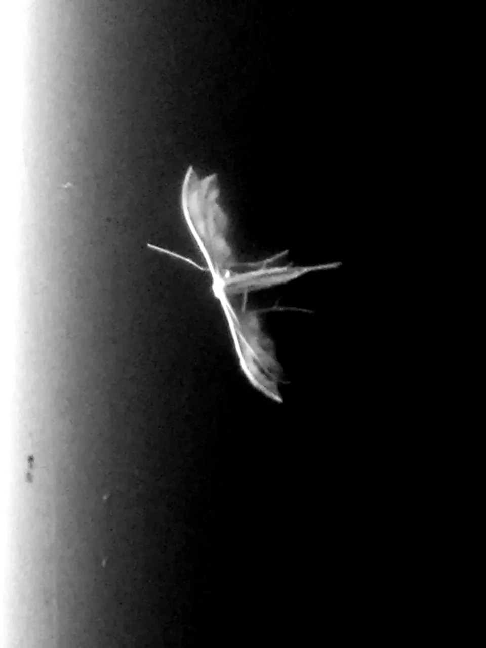 A small pale moth on a dark textured surface, in black and white